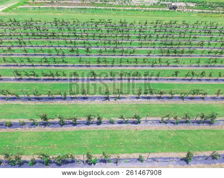 Straight Down Vertical View Of Blackberry Farm In Texas, America