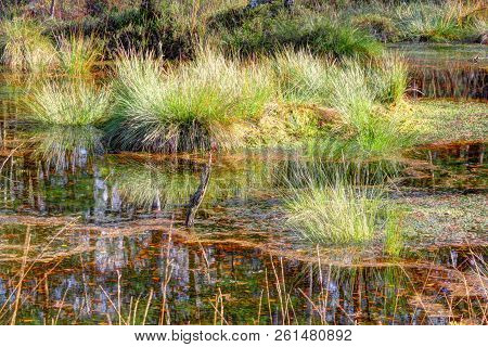 Autumn Panorama In The Pietzmoor, Nature Reserve, Nature Park In The Lüneburg Heath Northern Germany