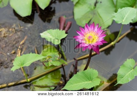 It Is Beautiful Flower Pink Lotus At Red Lotus Floating Maket Banglan Nakhon Pathom Thailand.