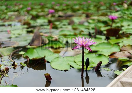 It Is Beautiful Flower Pink Lotus At Red Lotus Floating Maket Banglan Nakhon Pathom Thailand.