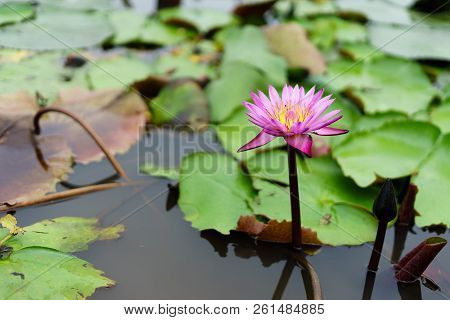 It Is Beautiful Flower Pink Lotus At Red Lotus Floating Maket Banglan Nakhon Pathom Thailand.