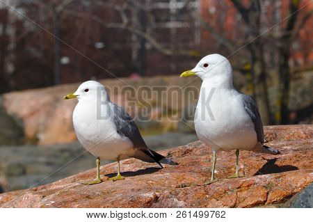 Two Gulls Enjoy Warm Weather On A Rock.