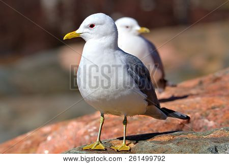 Two Gulls Enjoy Warm Weather On A Rock.