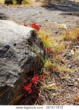 Foliage In Vibrant Fall Colors Of Red And Yellow Along The Shores Of Elk Lake In The Cacade Mountain