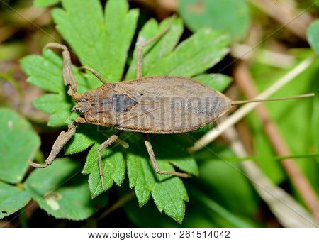 Water Scorpion Lies In The Grass.