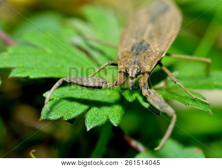 Water Scorpion Lies In The Grass.