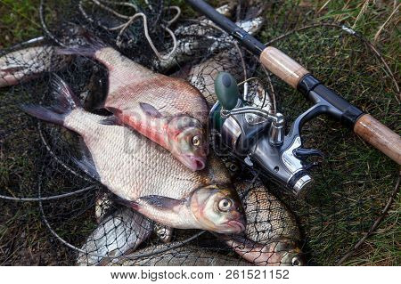 Two Big Freshwater Common Bream Fish And Fishing Rod With Reel On Landing Net..