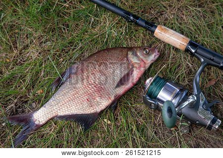 Big Freshwater Common Bream And Fishing Rod With Reel On Natural Background.