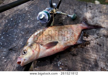 Close Up View Of Big Freshwater Common Bream And Fishing Rod With Reel On Vintage Wooden Background.