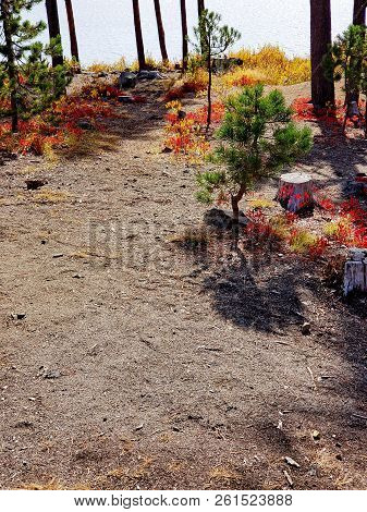 Foliage In Vibrant Fall Colors Of Red And Yellow Along The Shores Of Elk Lake In The Cacade Mountain