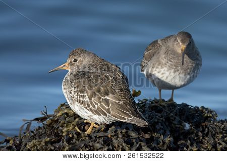 The Purple Sandpiper (calidris Maritima) A Small Shorebird.