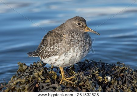 The Purple Sandpiper (calidris Maritima) A Small Shorebird.