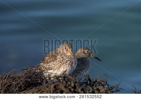Bird With Short Yellow Legs And A Medium Thin Dark Bill With A Yellow Base - The Purple Sandpiper (c