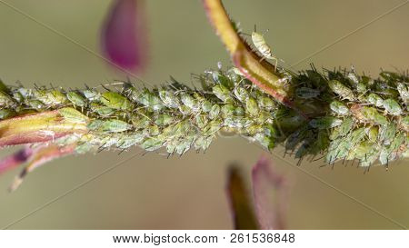 Small Black Aphid On A Green Leaf In The Open Air Close Up