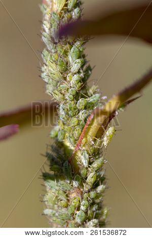 Small Black Aphid On A Green Leaf In The Open Air Close Up
