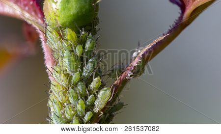 Small Black Aphid On A Green Leaf In The Open Air Close Up