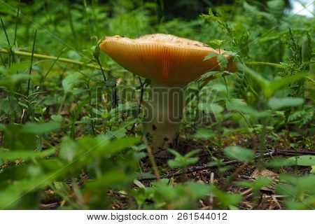 Edible Fungus Lactarius Growing In The Forest. Autumn Is The Time Of Wild Harvest In The Forest.