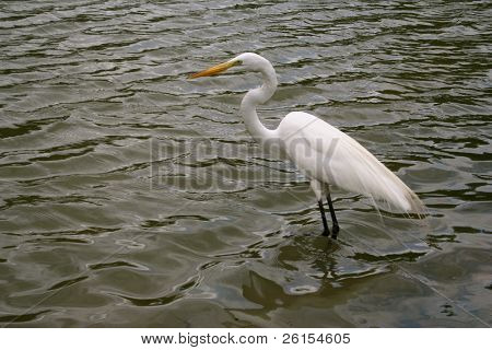 Caccia della gru bianca in acqua