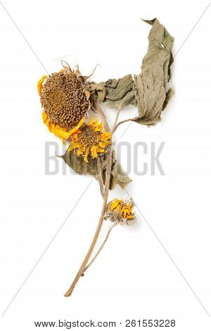 Herbarium Sunflower With Dry Pressed Plants On White
