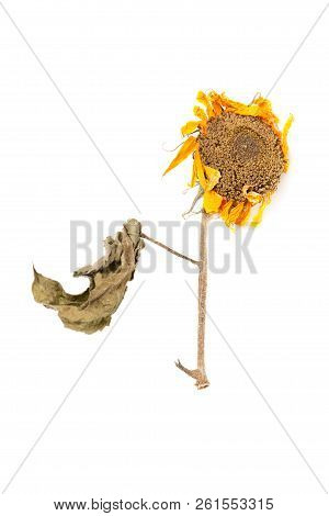 Herbarium Sunflower With Dry Pressed Plants On White