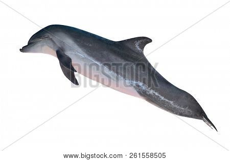 grey doplhin isolated on white background