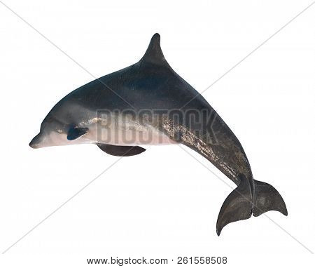 grey doplhin isolated on white background