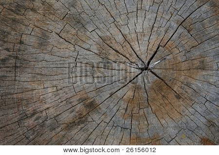 Zdělit starý kmen stromu na pozadí