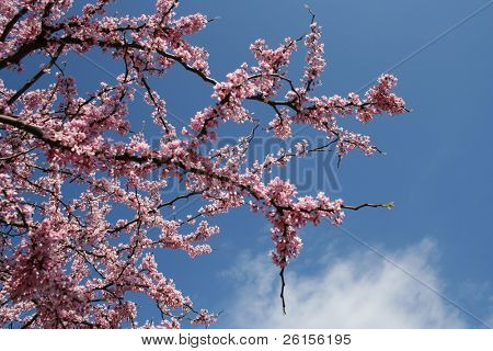 Americký Redbud květy
