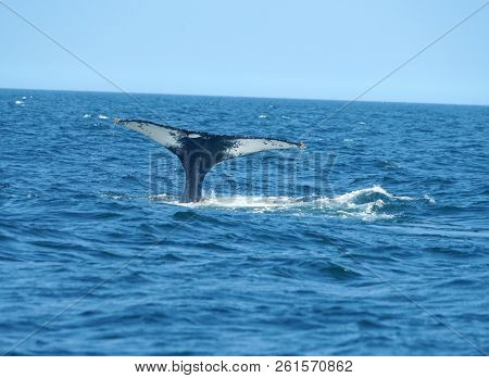 Tail Of Humpback Whale In The Ocean During Whale Watch Trip