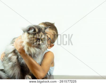 The Boy Is Holding A Fluffy Colorful Persian Cat In His Hands On A Light Background. Beautiful Domes