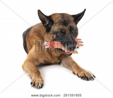 German Shepher And Cut Hand In Front Of White Background