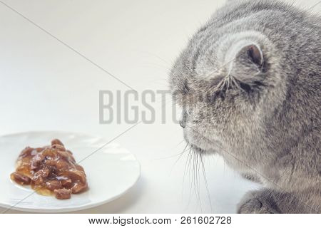 A Gray Cat Near A Plate Of Food, Sniffing Cat Food,
