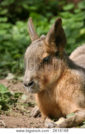 Mara