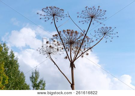 The Dried Plant Is Cow Parsnip, Dried Inflorescence Of The Plant Cow Parsnip