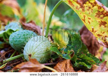 Ecballium, Wild Cucumber Plant, Annual Mad Cucumber Plant