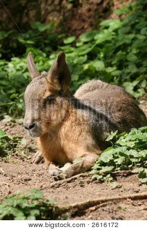 Mara