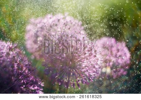 Alium Flower With Dandelion Flower Structure Wit Water Drops. Ma