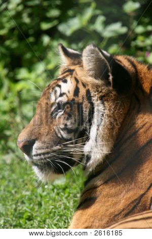 Tigre