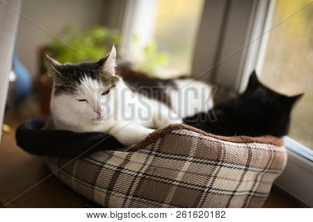 Two Cute Tom Mail Cat Couple Sleeping Together Close Up Photo In Catbed