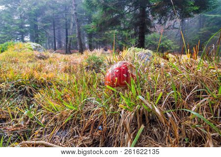 Amanita Muscaria, Mushroom, Poisonus, In Autumn, Italy