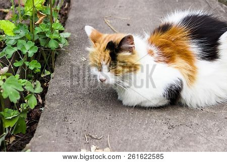 Pictured In The Photo Cat Has Interesting Original Fur Color.