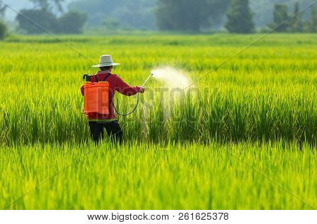 Asian Farmer Peasantry Spraying Pesticides In Rice Fields