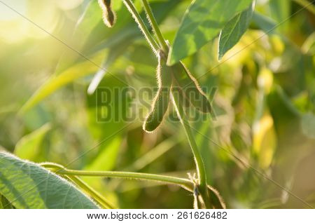 Pods Of Soybean On A Soybean Plant In The Sun. Agricultural Soybean Plant. The Stem Of A Soy Plant O