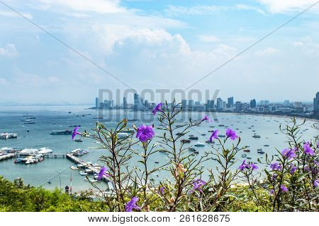 Ruellia Tweediana Griseb  And Cityscape View Point Of Pattaya Beaches.