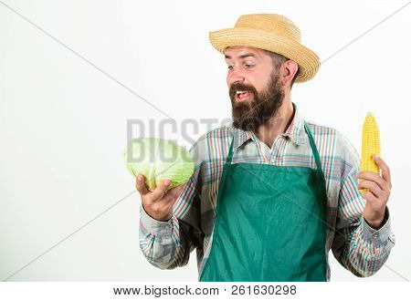 Man Bearded Presenting Corncob Maize And Cabbage White Background Isolated. Hipster Gardener In Apro