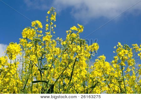 colza fiorito con sfondo blu skye come sfondo