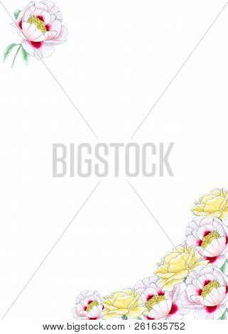 Romantic Card With The Hand Painted Flowers: Peony And Rose. Isolated On A White Background. Imitati