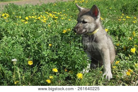 Beautiful Amusing Puppies Of Saarloos Wolfhound On Green Lawn In The Park