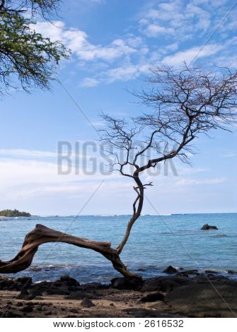 Pokroucené strom na pláži