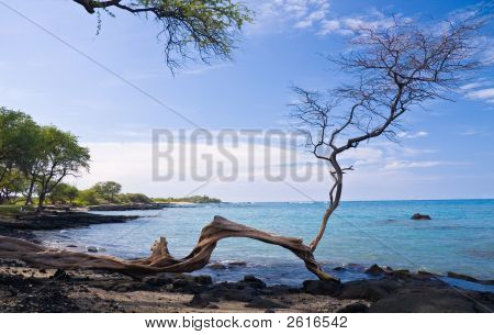 Jeden strom na Havajské pláži